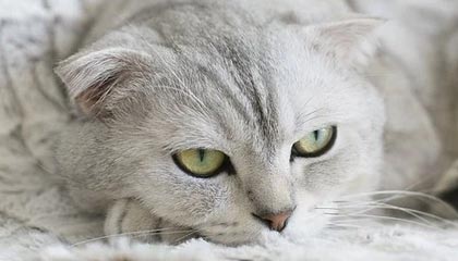 开云-湖人107：皇马3！这场元宇宙德比，暴露了足球的致命短板